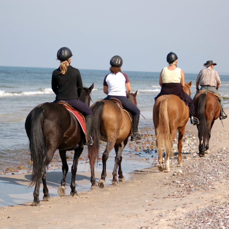 randonnée balade sortie poney cheval binic tréguier pontrieux